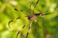 Trichonephila inaurata