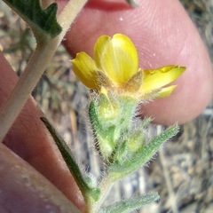 Mentzelia montana