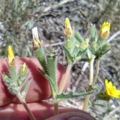Mentzelia montana