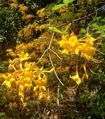 Rhododendron luteum