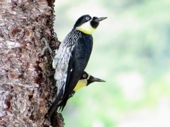 Melanerpes formicivorus