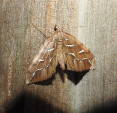 Chalastra aristarcha