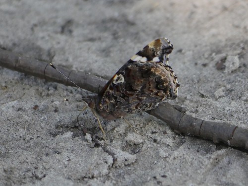 Vanessa atalanta image