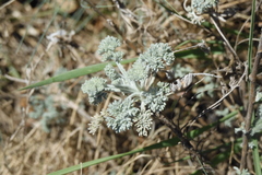 Artemisia vallesiaca