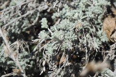 Artemisia vallesiaca