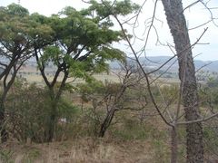 Eysenhardtia polystachya