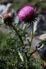 Carduus nutans nutans