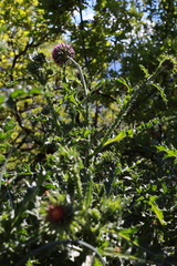 Carduus nutans nutans