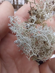 Pseudevernia consocians