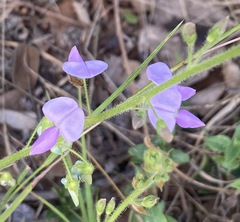 Desmodium uncinatum image