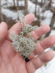 Pseudevernia consocians