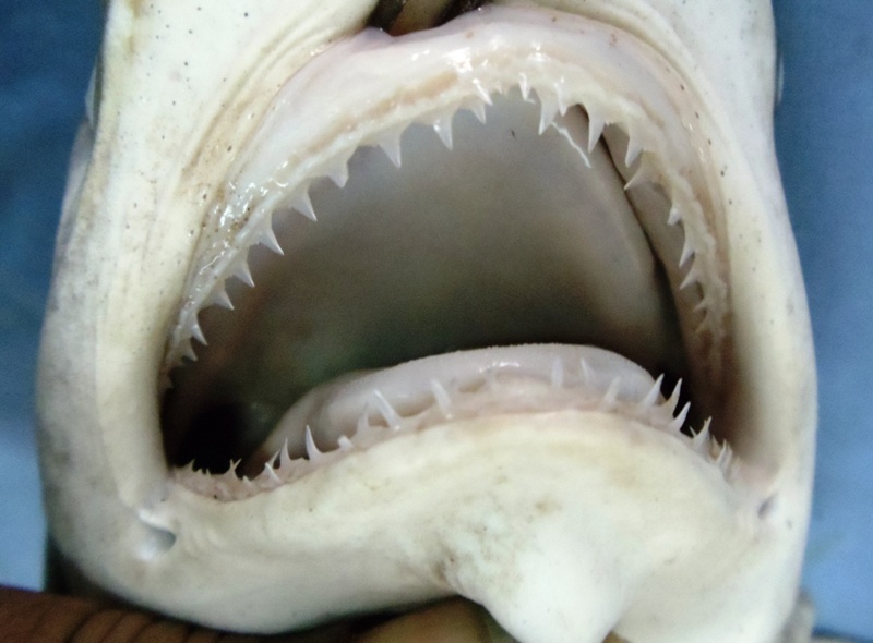 Hardnose Shark