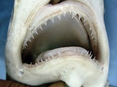 Hardnose Shark photo 1