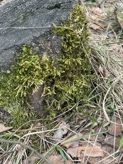 Hypnum cupressiforme