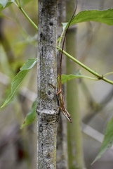 Anolis alutaceus