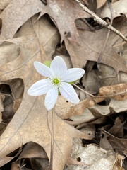 Hepatica acutiloba