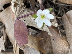 Hepatica acutiloba