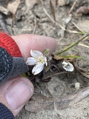 Hepatica acutiloba
