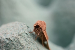 Orthosia cerasi