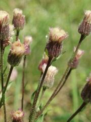 Erigeron acris serotinus