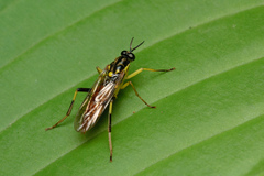 Xylomya simillima