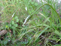 Allium neapolitanum