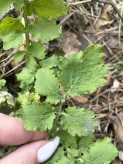 Chelidonium majus