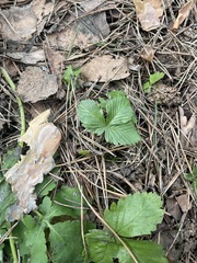 Fragaria vesca