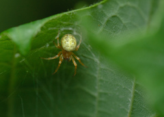 Araneus marmoreus