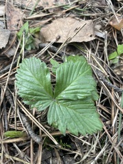Fragaria vesca
