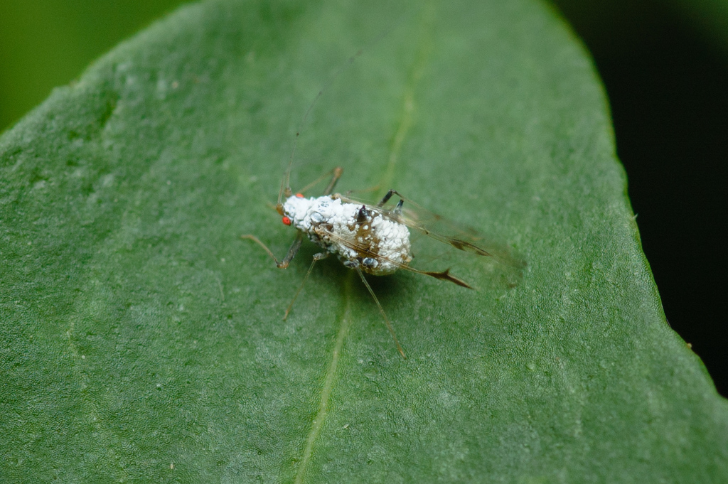 Drepanaphis spicata