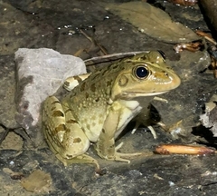 Pelophylax perezi