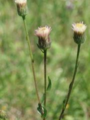 Erigeron acris serotinus