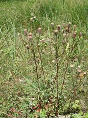 Erigeron acris serotinus