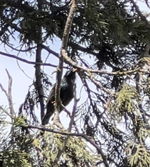 Sturnus vulgaris