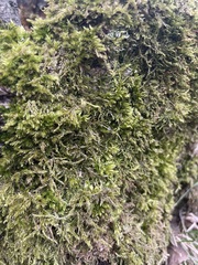 Hypnum cupressiforme