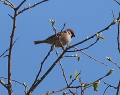 Passer montanus
