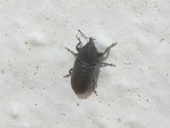 Mecinus pyraster