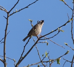 Passer montanus