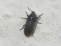 Mecinus pyraster