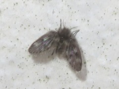 Pneumia trivialis