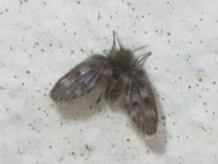 Pneumia trivialis