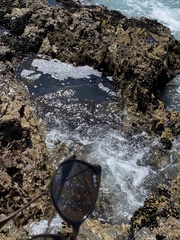 Undaria pinnatifida