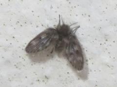 Pneumia trivialis