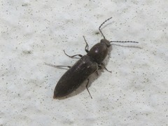Cidnopus aeruginosus