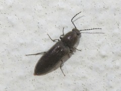 Cidnopus aeruginosus