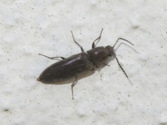 Cidnopus aeruginosus