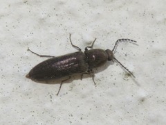 Cidnopus aeruginosus