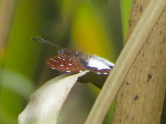 Ithomiola nepos