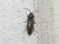 Cidnopus aeruginosus